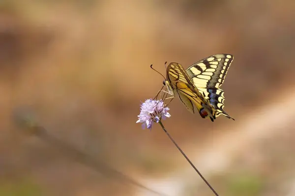 stock image Butterfly. Swallowtail. Papilio machaon. Colorful nature background. 