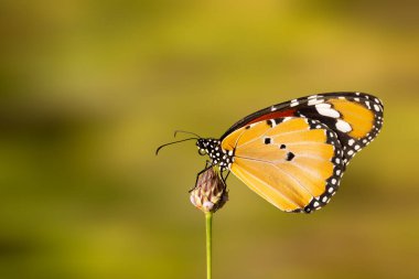 Güzel bir kelebek doğal ortamında fotoğraflandı. Doğa geçmişi. Danaus chrysippus. Düz Kaplan.