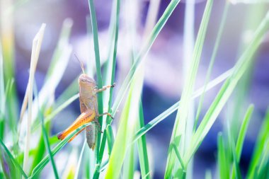 Çekirge. Calliptamus italicus. Doğa arkaplanı.