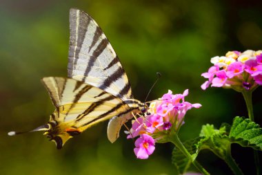 A beautiful butterfly photographed in its habitat. Nature background. Iphiclides podalirius. Scarce Swallowtail. clipart