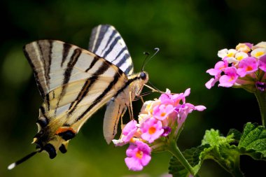 A beautiful butterfly photographed in its habitat. Nature background. Iphiclides podalirius. Scarce Swallowtail. clipart