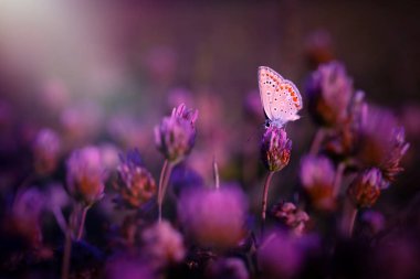 Güzel bir kelebek doğal ortamında fotoğraflandı. Doğa arkaplanı. 