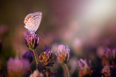 Güzel bir kelebek doğal ortamında fotoğraflandı. Doğa arkaplanı. 