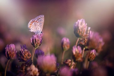 Güzel bir kelebek doğal ortamında fotoğraflandı. Doğa arkaplanı. 