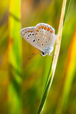 Güzel bir kelebek doğal ortamında fotoğraflandı. Doğa arkaplanı. 