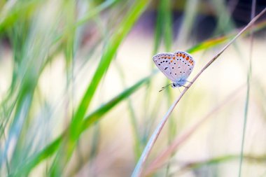 Güzel bir kelebek doğal ortamında fotoğraflandı. Doğa arkaplanı. 