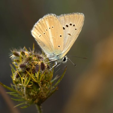 Güzel bir kelebek doğal ortamında fotoğraflandı. Doğa geçmişi. Polyommatus admetus. Anormal Mavi.