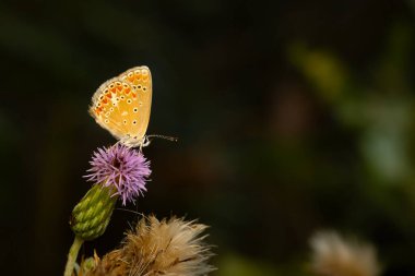Güzel bir kelebek doğal ortamında fotoğraflandı. Doğa arkaplanı. 