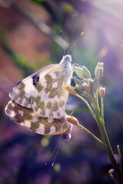 stock image A beautiful butterfly photographed in its habitat. Nature background. Pontia edusa. Eastern Bath White.