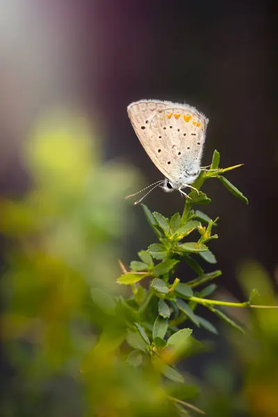 stock image A beautiful butterfly photographed in its habitat. Nature background. Polyommatus cornelius.