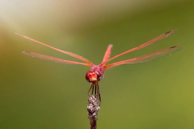 Yusufçuk. Makro doğa. Doğa arkaplanı. 