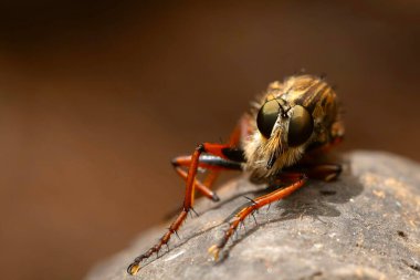 Suikastçı uçar. Asilinae. Doğa arka planı. Makro fotoğrafçılık.  