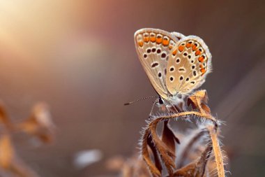 Güzel bir kelebek doğal ortamında fotoğraflandı. Doğa arkaplanı. 