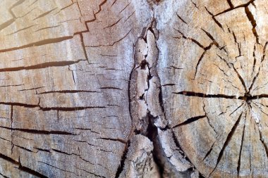 Kesik bir ağaç gövdesi. Doğa arkaplanı.