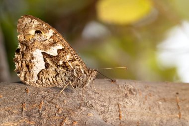 Çevresine çok iyi uyum sağlayan bir kelebek. Ağaç gövdesinde neredeyse görünmez bir kelebek. Hipparchia aristaeus. Güneyli griler. 