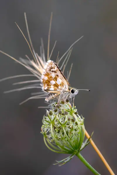 Stock image A beautiful butterfly photographed in its habitat. Nature background. Carcharodus alceae, Mallow Skipper.