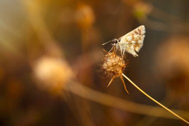 Güzel bir kelebek doğal ortamında fotoğraflandı. Doğa arkaplanı. 