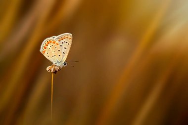 Güzel bir kelebek doğal ortamında fotoğraflandı. Doğa arkaplanı. 