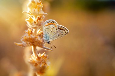 Güzel bir kelebek doğal ortamında fotoğraflandı. Doğa arkaplanı. 