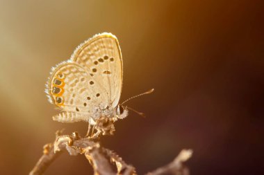 A beautiful butterfly photographed in its habitat. Nature background. Chilades trochylus. Grass Jewel.  clipart