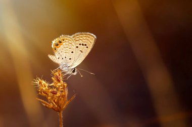 Güzel bir kelebek doğal ortamında fotoğraflandı. Doğa geçmişi. Patates püresi. Çimen İncisi. 