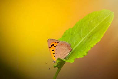 A beautiful butterfly photographed in its habitat. Nature background.  clipart