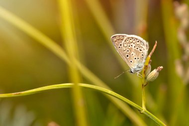 Güzel bir kelebek doğal ortamında fotoğraflandı. Renkli doğa arkaplanı.