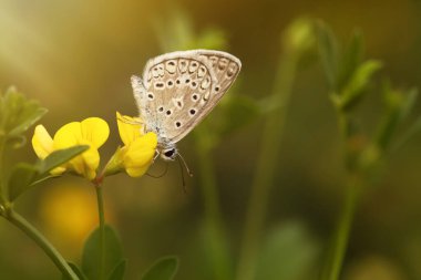 Güzel bir kelebek doğal ortamında fotoğraflandı. Renkli doğa arkaplanı.