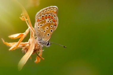 Güzel bir kelebek doğal ortamında fotoğraflandı. Renkli doğa arkaplanı.