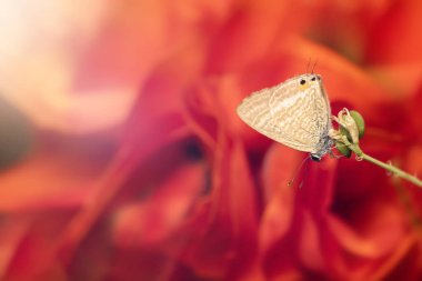 Güzel bir kelebek doğal ortamında fotoğraflandı. Kırmızı doğa geçmişi. Lampides boeticus. Bezelye mavisi. Uzun kuyruklu Mavi.