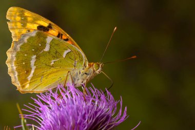 Güzel bir kelebek doğal ortamında fotoğraflandı. Argynnis pandora. Akdeniz Fritilleri. Doğa arkaplanı.  