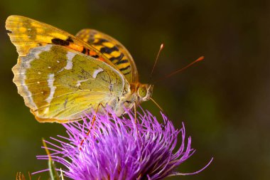 A beautiful butterfly photographed in its habitat. Argynnis pandora. Mediterranean Fritillary. Nature background.   clipart