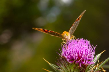 A beautiful butterfly photographed in its habitat. Argynnis pandora. Mediterranean Fritillary. Nature background.   clipart