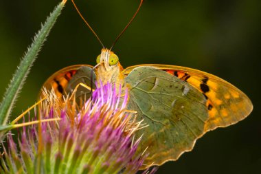 A beautiful butterfly photographed in its habitat. Argynnis pandora. Mediterranean Fritillary. Nature background.   clipart