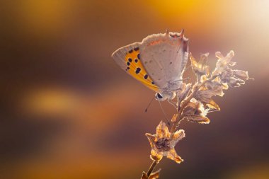 Güzel bir kelebek doğal ortamında fotoğraflandı. Renkli doğa geçmişi. Lycaena phlaeas. Küçük Bakır.
