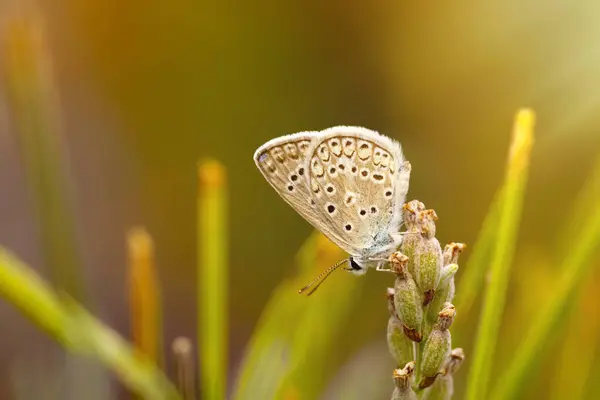 Stock image A beautiful butterfly photographed in its habitat. Colorful nature background.