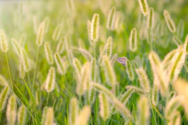 Harika bir yaşam alanındaki sevimli bir kelebeğin fotoğrafı. Renkli doğa arkaplanı. 