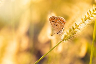 Harika bir yaşam alanındaki sevimli bir kelebeğin fotoğrafı. Renkli doğa geçmişi. Polyommatus icarus. Genel Mavi.