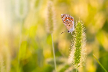 Harika bir yaşam alanındaki sevimli bir kelebeğin fotoğrafı. Renkli doğa geçmişi. Polyommatus icarus. Genel Mavi.