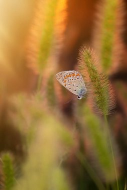 Harika bir yaşam alanındaki sevimli bir kelebeğin fotoğrafı. Renkli doğa geçmişi. Polyommatus icarus. Genel Mavi.
