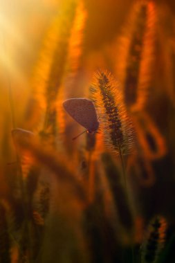 Harika bir yaşam alanındaki sevimli bir kelebeğin fotoğrafı. Renkli doğa geçmişi. Polyommatus icarus. Genel Mavi.