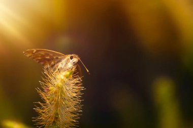 Harika bir yaşam alanındaki sevimli bir kelebeğin fotoğrafı. Renkli doğa geçmişi. Mallow Skipper. Carcharodus alceae.