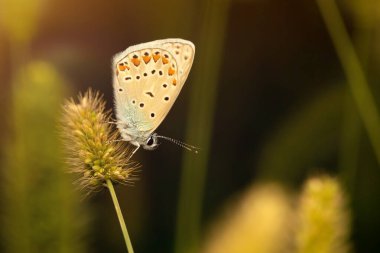 Harika bir yaşam alanındaki sevimli bir kelebeğin fotoğrafı. Renkli doğa geçmişi. Polyommatus icarus. Genel Mavi.