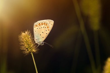 Harika bir yaşam alanındaki sevimli bir kelebeğin fotoğrafı. Renkli doğa arkaplanı.