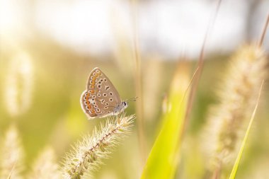 Harika bir yaşam alanındaki sevimli bir kelebeğin fotoğrafı. Renkli doğa arkaplanı.