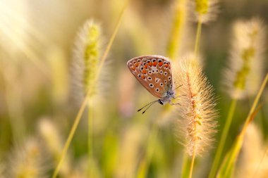 Harika bir yaşam alanındaki sevimli bir kelebeğin fotoğrafı. Renkli doğa arkaplanı.