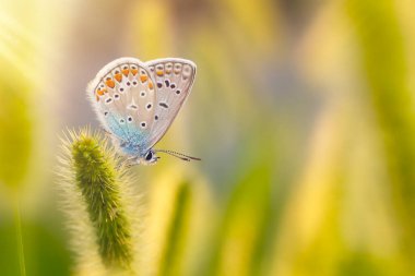 Harika bir yaşam alanındaki sevimli bir kelebeğin fotoğrafı. Renkli doğa arkaplanı.