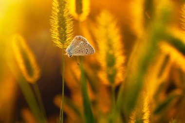 Harika bir yaşam alanındaki sevimli bir kelebeğin fotoğrafı. Renkli doğa arkaplanı.