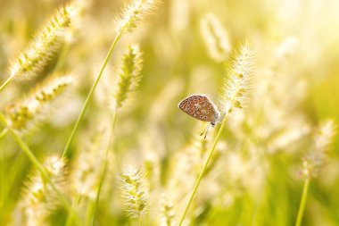 Harika bir yaşam alanındaki sevimli bir kelebeğin fotoğrafı. Renkli doğa arkaplanı.
