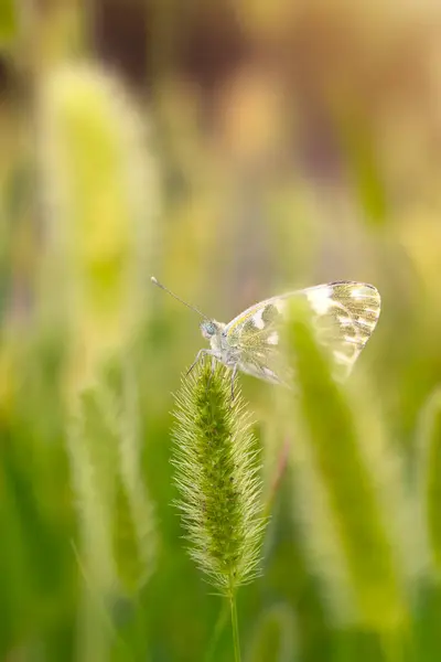 stock image Photo of a cute butterfly in a wonderful habitat. Colorful nature background. 